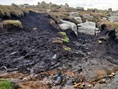 Cảnh báo khẩn cấp: Đừng dại dột đầu tư khi chưa biết rõ giá than bùn 2026