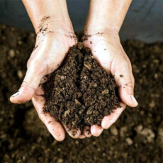 2 Đặc Tính Kỳ Diệu Của Giá Thể Than Bùn Khiến Cây Khỏe Mạnh