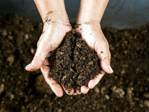 2 Đặc Tính Kỳ Diệu Của Giá Thể Than Bùn Khiến Cây Khỏe Mạnh