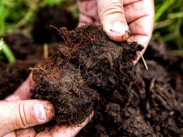 Than bùn có khả năng giữ ấm tốt